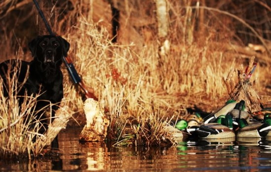 category retriever